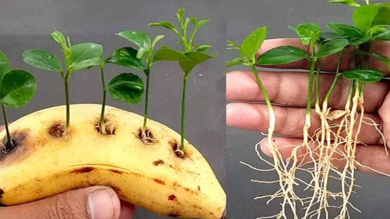 σπόροι λεμονιού σε μπανάνα,για τον κήπο,συμβουλές κηπουρικής,χρήσιμα,