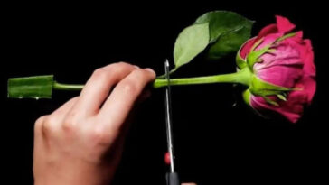 Γιατί Πρέπει να Βάλετε ένα Τριαντάφυλλο σε ένα Φύλλο Αλόη Βέρας