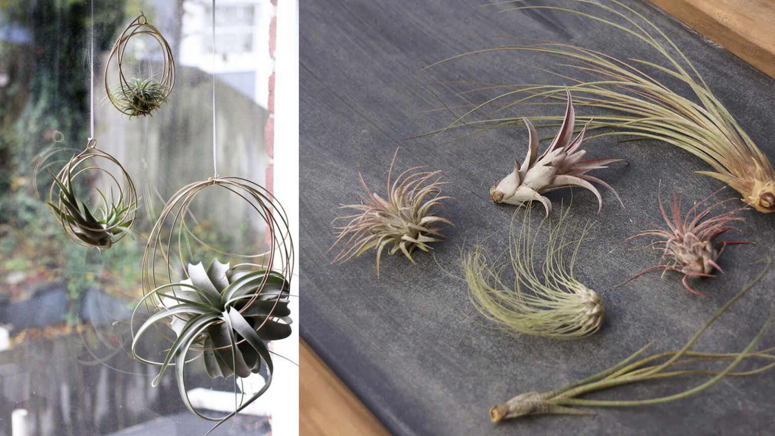 αερόφυτα,καλλιέργεια αερόφυτων,συμβουλές κηπουρικής,χρήσιμα,