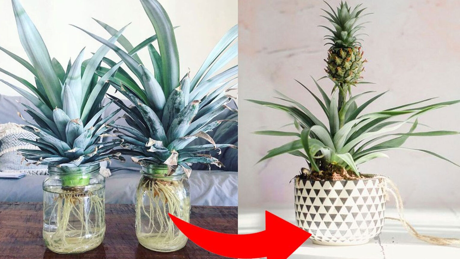 Πώς να Καλλιεργήσετε Εύκολα Ανανάδες σε Γλάστρες στο Σπίτι