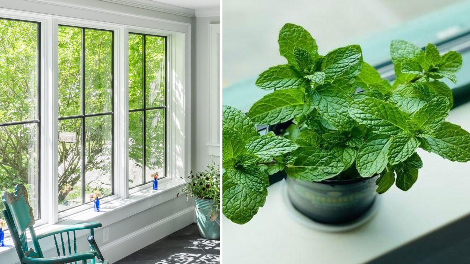 φύλλα δυόσμου στο παράθυρο,οφέλη δυόσμου,χρήσιμα,φυσικό αντικουνουπικό,