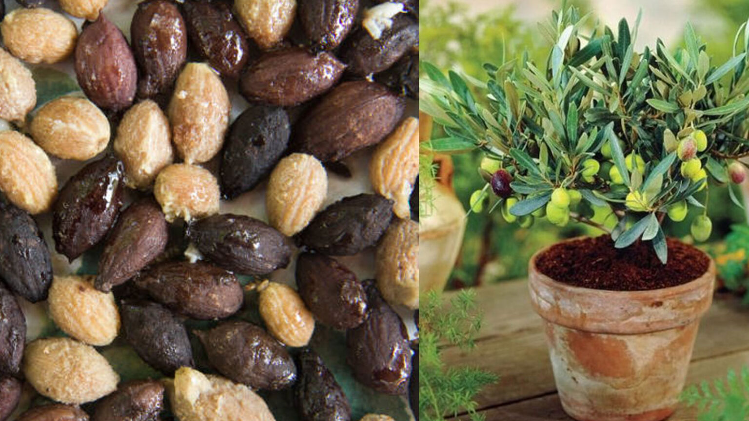 καλλιέργεια ελιάς από κουκούτσι,για τον κήπο,συμβουλές κηπουρικής,χρήσιμα,