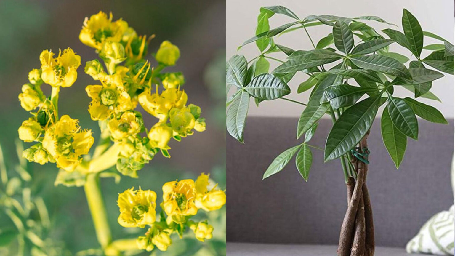 Φενγκ Σούι Φυτά 2023: Τα 3 φυτά που θα φέρουν αγάπη, καλοτυχία και χρήμα στη ζωή σου