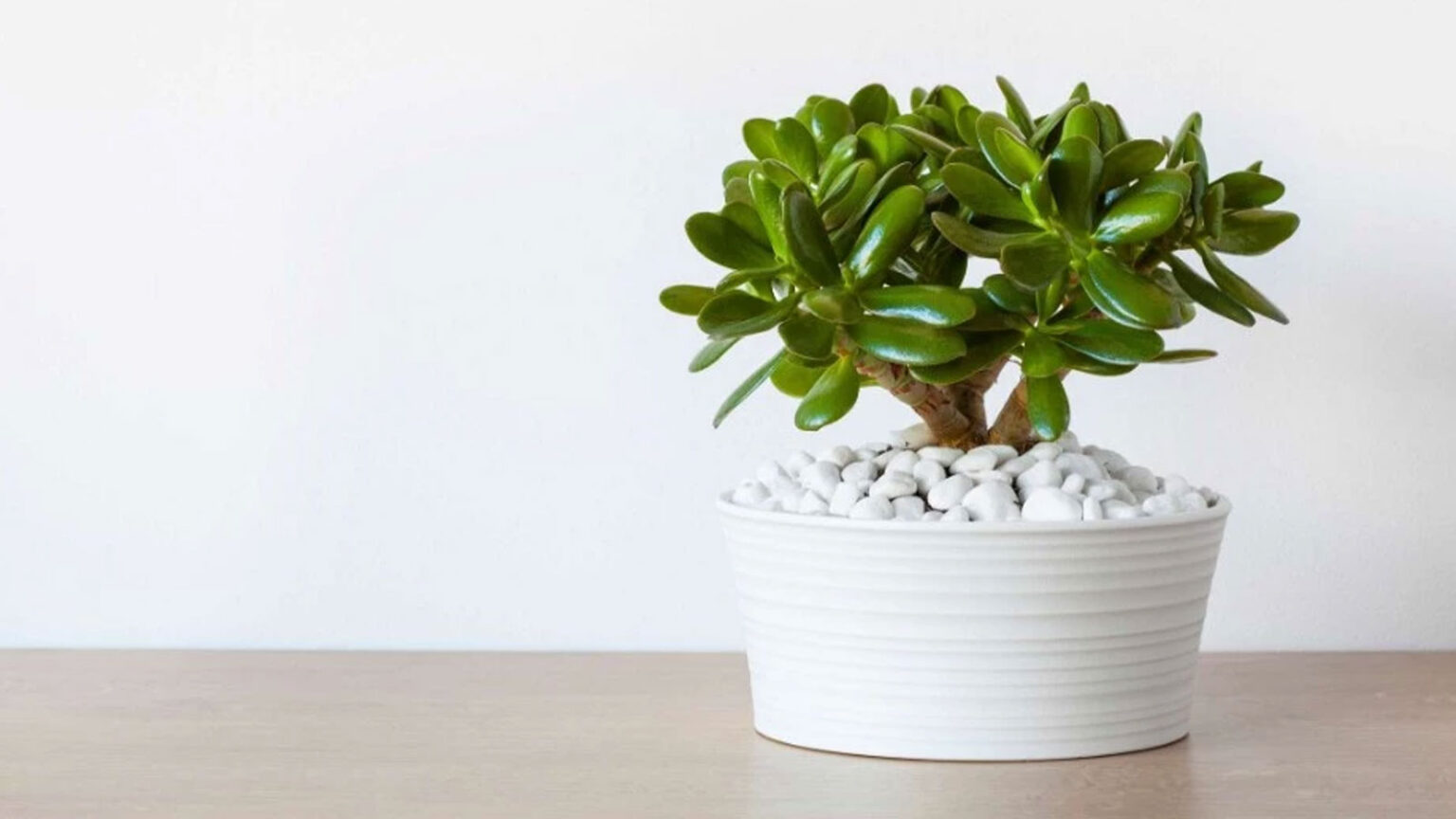 Σύμφωνα με το Feng Shui, τα φυτά με στρογγυλά φύλλα θεωρείται ότι φέρνουν τύχη - Αυτά τα Φυτά να Βάλεις Στο Σπίτι Σου