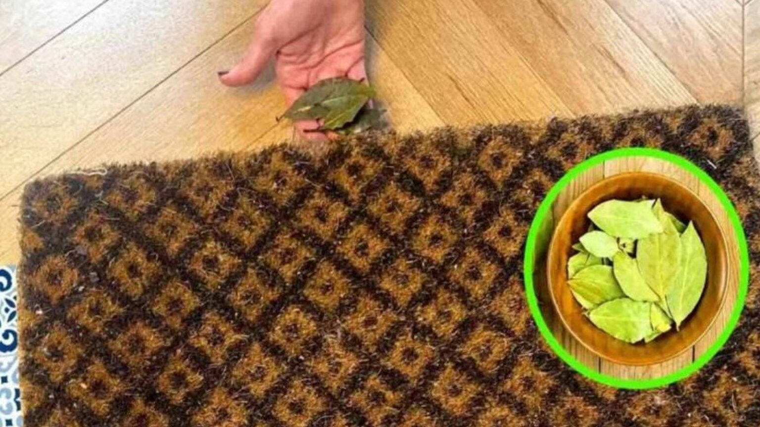 φύλλα δάφνης στο σπίτι,συμβουλές για το σπίτι,χρήσιμα,φυσικό εντομοαπωθητικό,