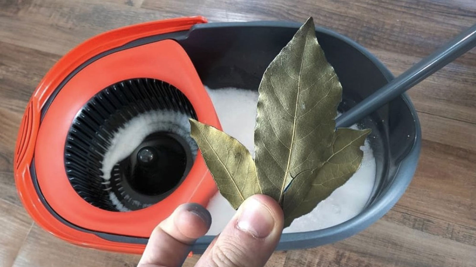 Φύλλα Δάφνης στον Κουβά της Σφουγγαρίστρας: 5 Λόγοι για να αρχίσετε να τα χρησιμποιείτε