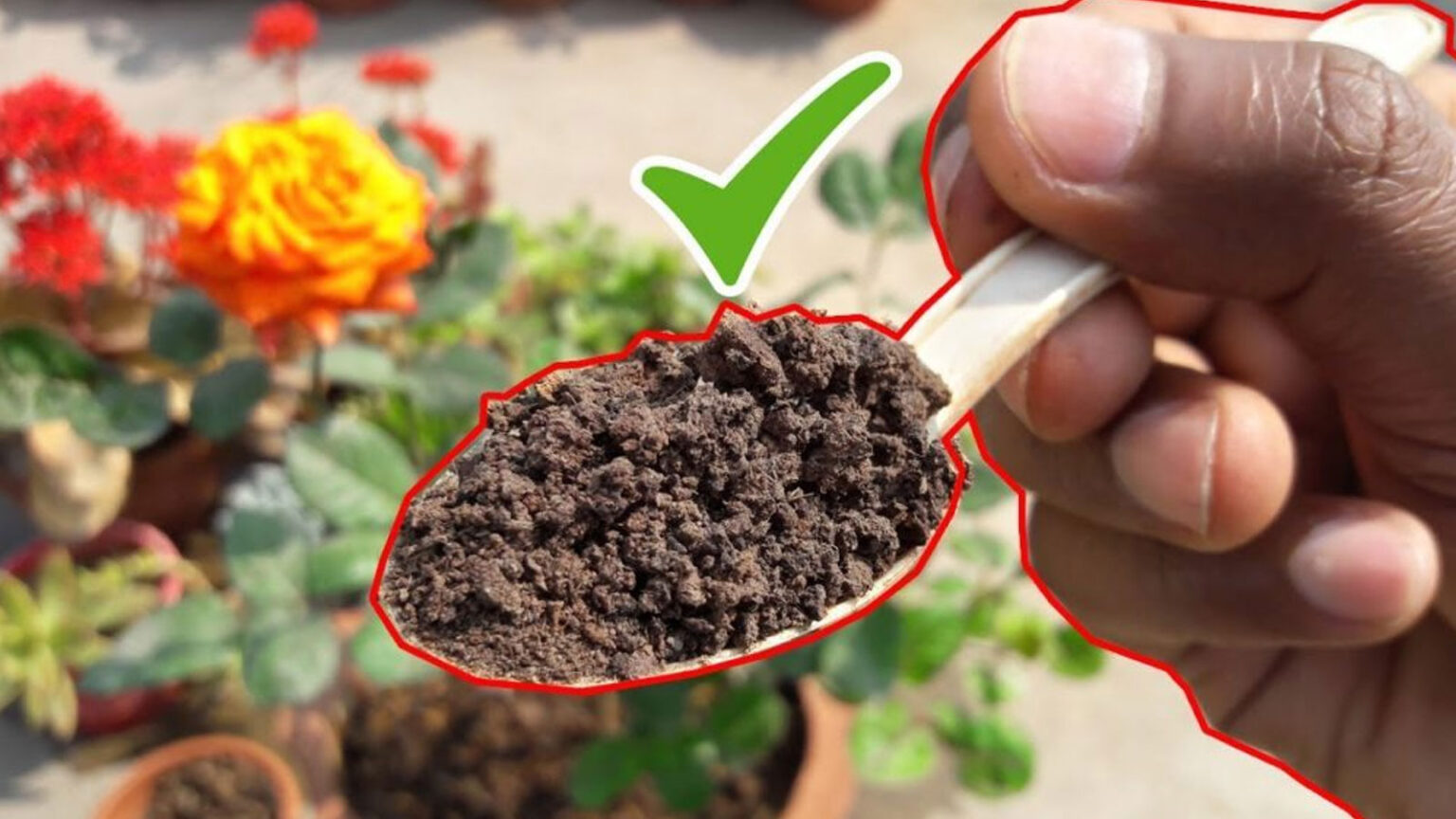 πράσινο τσάι στα φυτά,συμβουλές κηπουρικής,για τον κήπο,χρήσιμα,