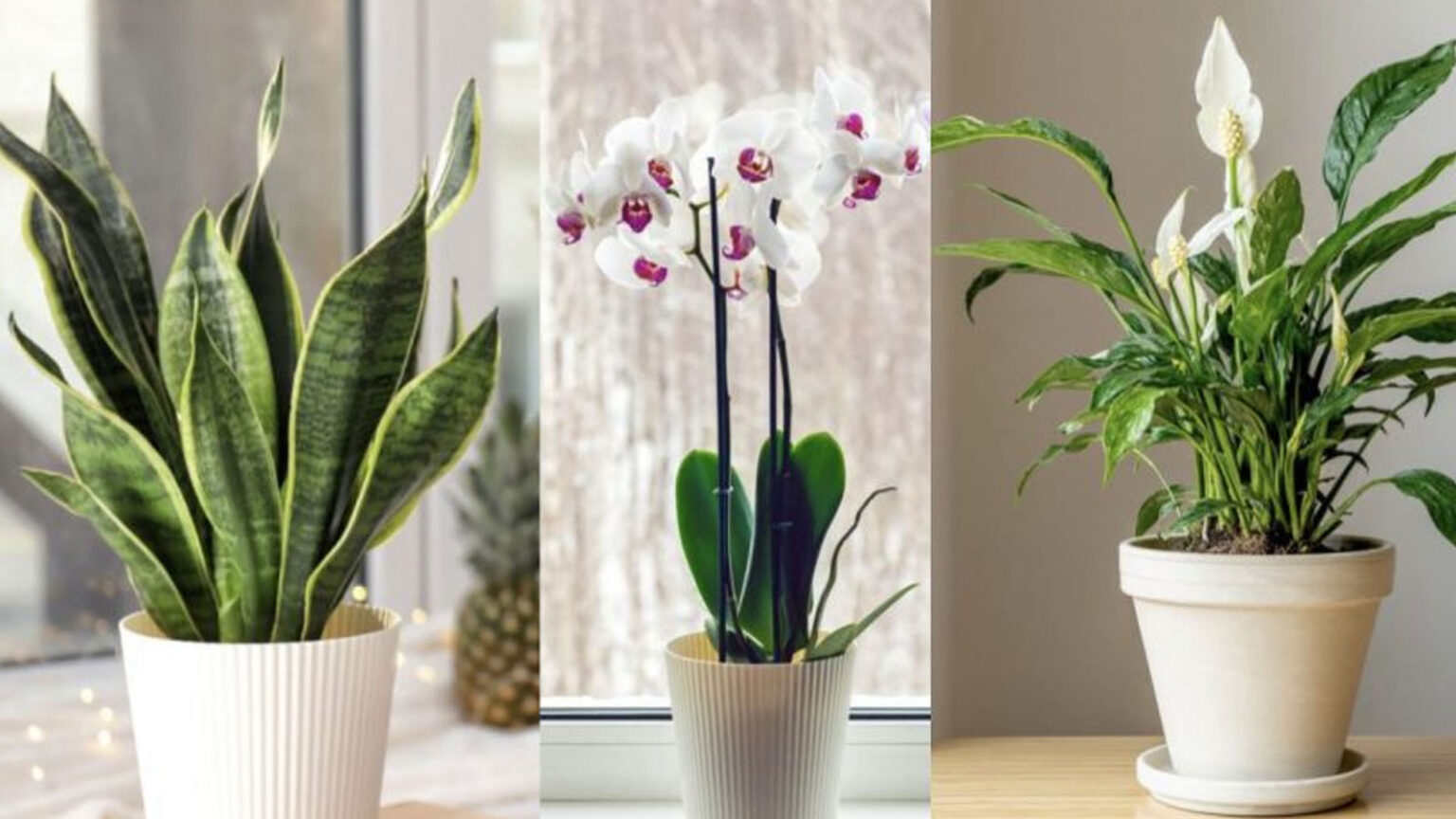 φροντίδα φυτών εσωτερικού χώρου,συμβουλές κηπουρικής,χρήσιμα,