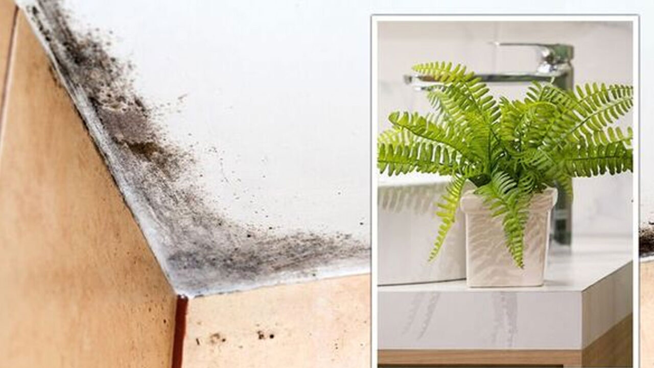 μούχλα στο μπάνιο,μούχλα στους τοίχους,καθαρισμός μούχλας,φυτά εσωτερικού χώρου,συμβουλές καθαρισμού,χρήσιμα,
