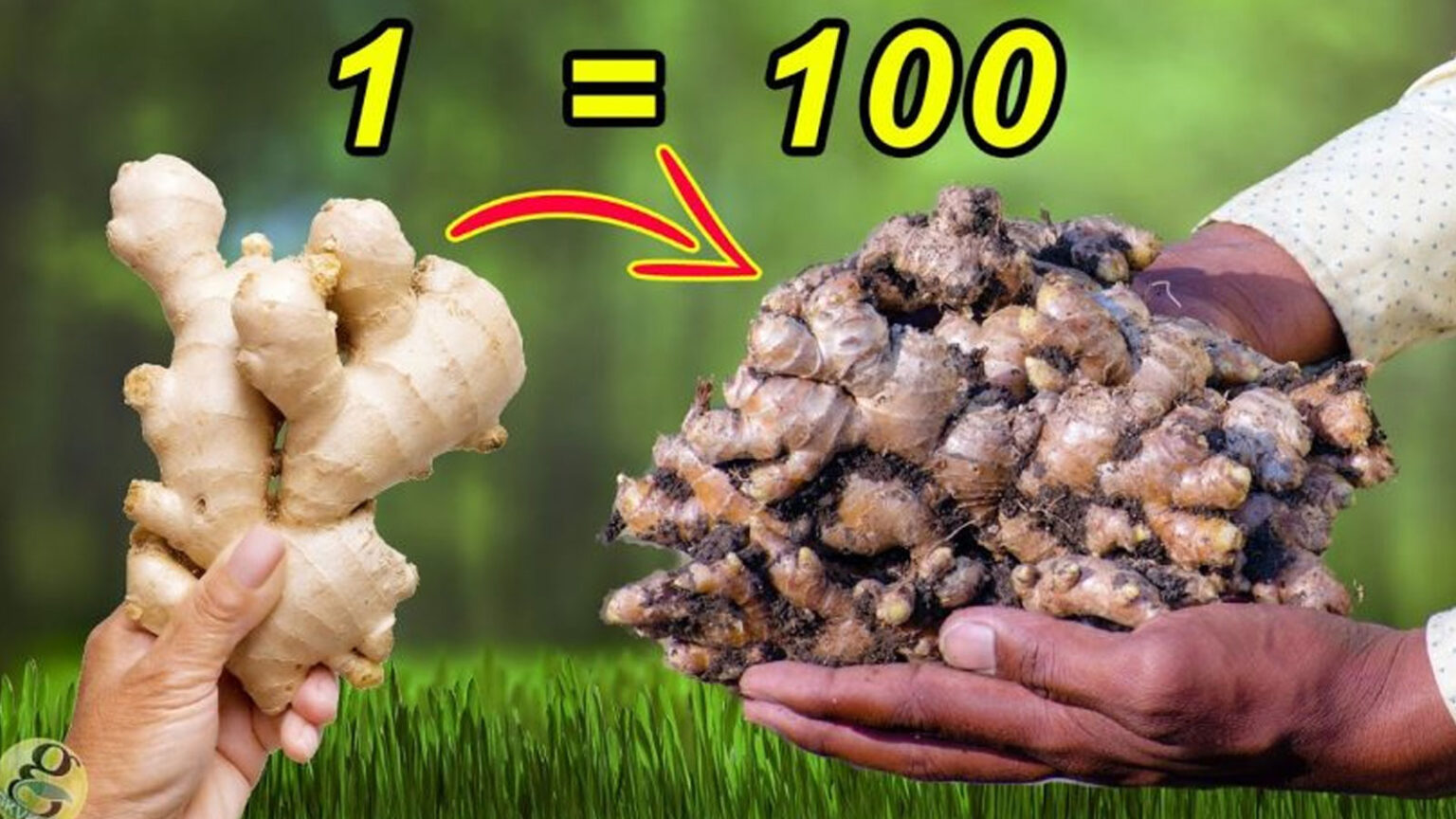 Πώς να Καλλιεργήσετε ένα Φυτό Τζίντζερ Ανεξάρτητα από το πού Ζείτε