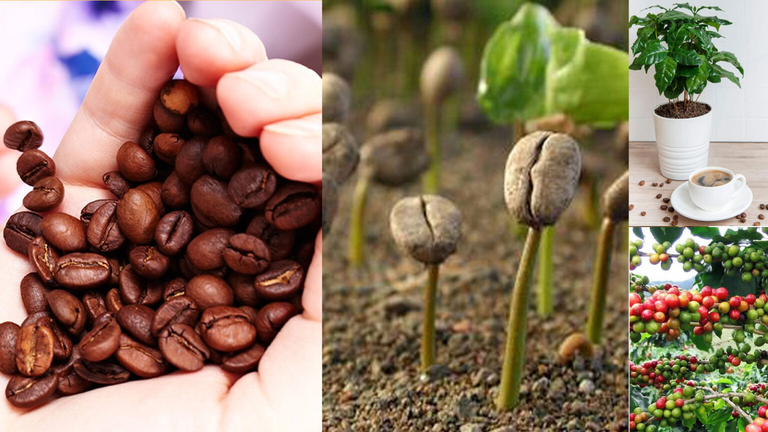 Πώς Να Καλλιεργήσεις Ένα Δέντρο Καφέ (Καφεόδεντρο) Σε γλάστρα στο Σπίτι - Μια πολύ ανταποδοτική Εμπειρία Που θα σε Ανταμείψει