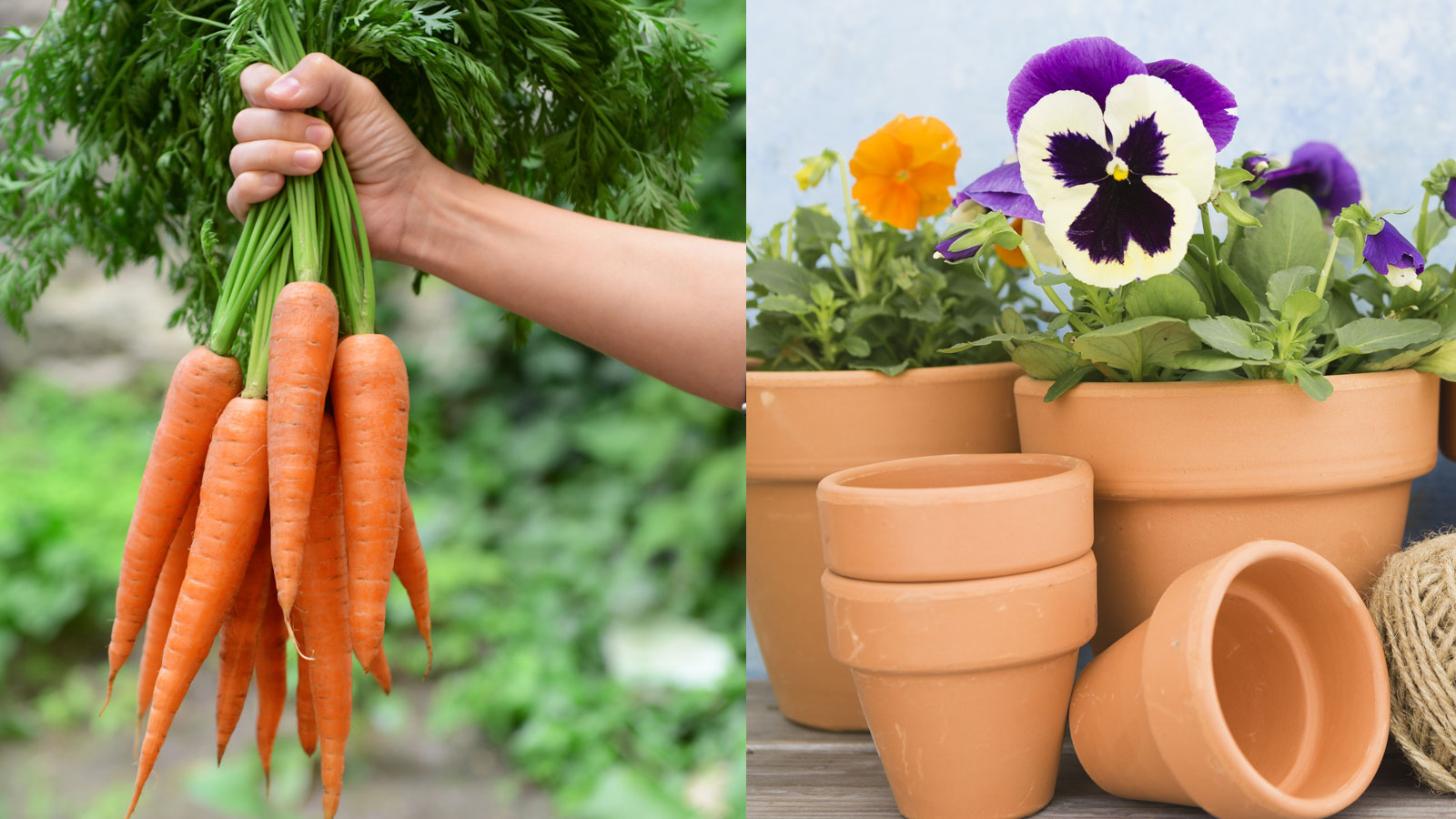 χυμός καρότου στα φυτά,για τον κήπο,συμβουλές κηπουρικής,χρήσιμα,