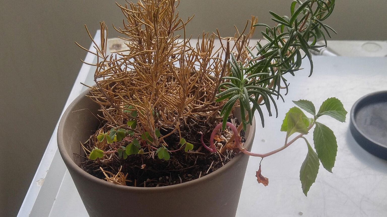 "Μισοπεθαμένα" Φυτά Μετα Τις Διακοπές: Με Αυτόν Τον Τρόπο Θα τα Αναστήσετε Και Θα Τους Δώσετε Πάλι Ζωή