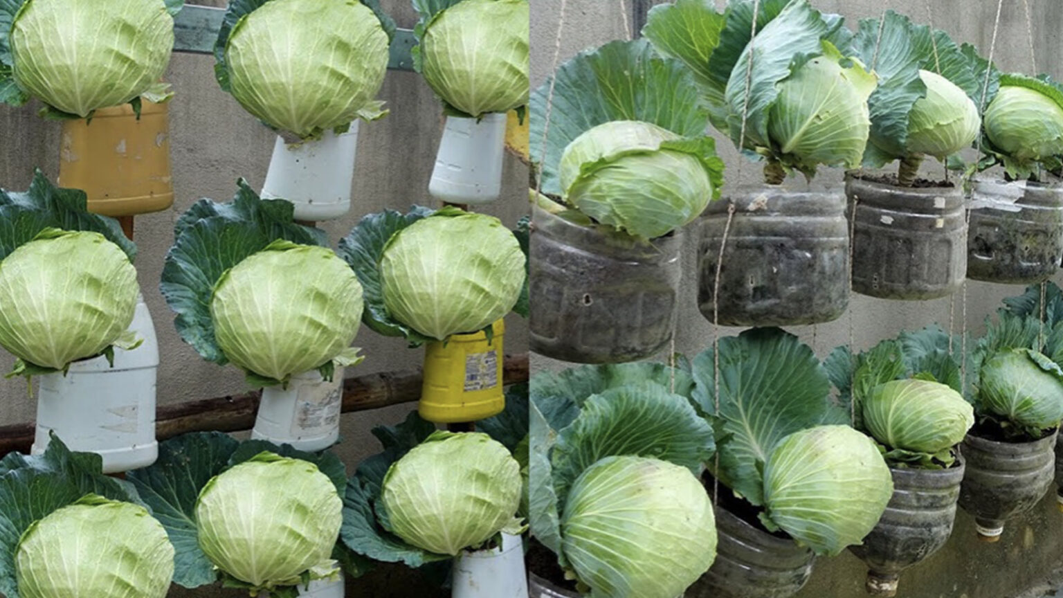 καλλιέργεια λάχανων στο σπίτι,καλλιέργεια λάχανων σε δοχεία,συμβουλές κηπουρικής,χρήσιμα,