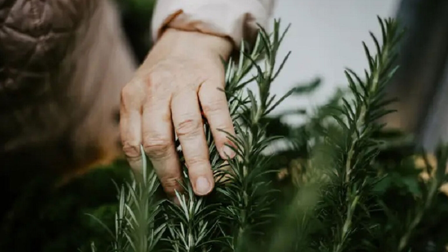 7 Τροφές που Ενισχύουν τη Μακροζωία για να τις Προσθέσετε στη Διατροφή σας