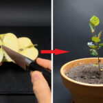 Πώς να Καλλιεργήσετε μια Μηλιά από Σπόρους για να Απολαμβάνετε Μήλα Όλο το Χρόνο