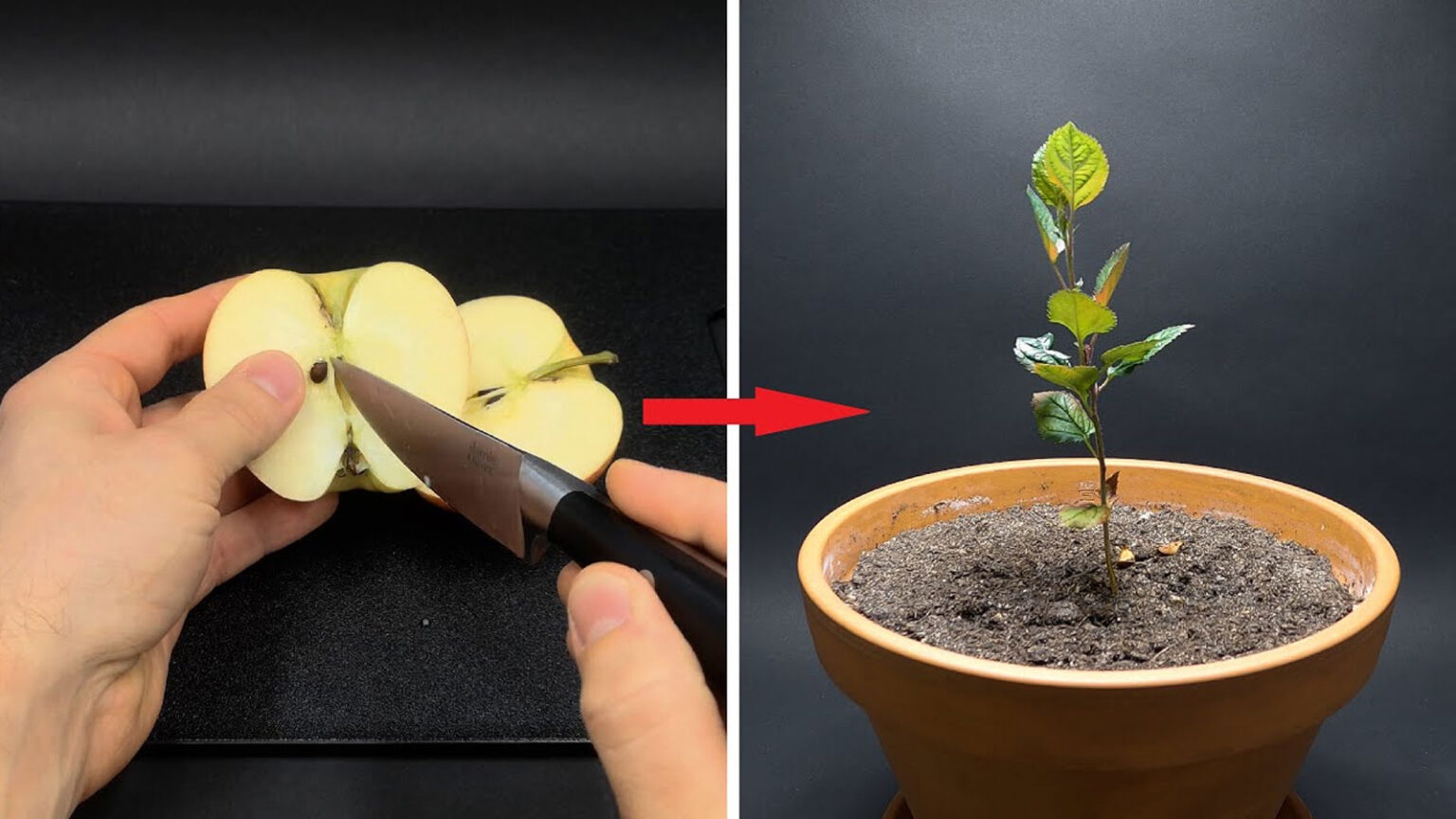 Πώς να Καλλιεργήσετε μια Μηλιά από Σπόρους για να Απολαμβάνετε Μήλα Όλο το Χρόνο