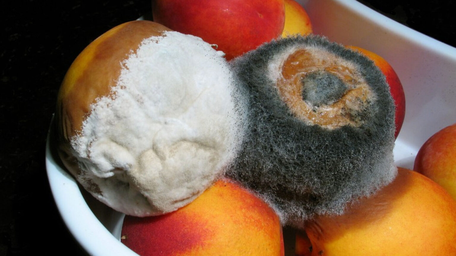 Food Waste: Γιατί Μουχλιάζουν Τα Φρούτα Στο Ψυγείο Και Πώς Να Το Σταματήσω Για Να Μην Καταλήγουν Στα Σκουπίδια