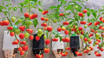 καλλιέργεια ντομάτας σε μπουκάλια,καλλιέργεια ντομάτας στο σπίτι,για τον κήπο,συμβουλές κηπουρικής,χρήσιμα,