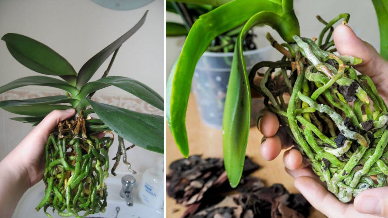 αναζωογόνηση ορχιδέων,φροντίδα ορχιδέων,συμβουλές κηπουρικής,για τον κήπο,χρήσιμα,