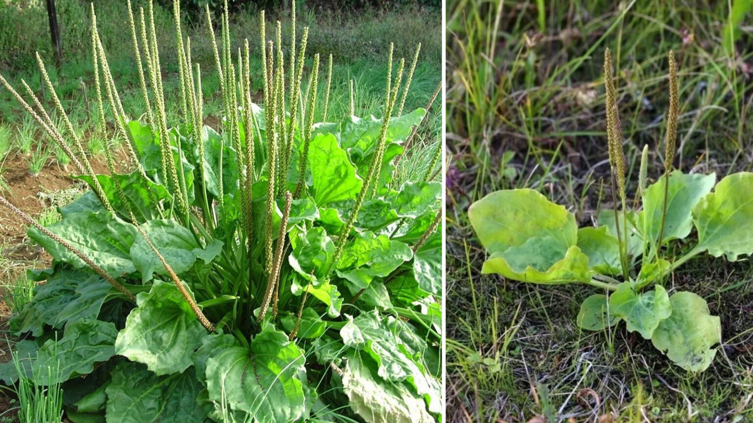πλαντάγκο το μείζον,φαρμακευτικό βότανο,για τον κήπο,υγεία,χρήσιμα,