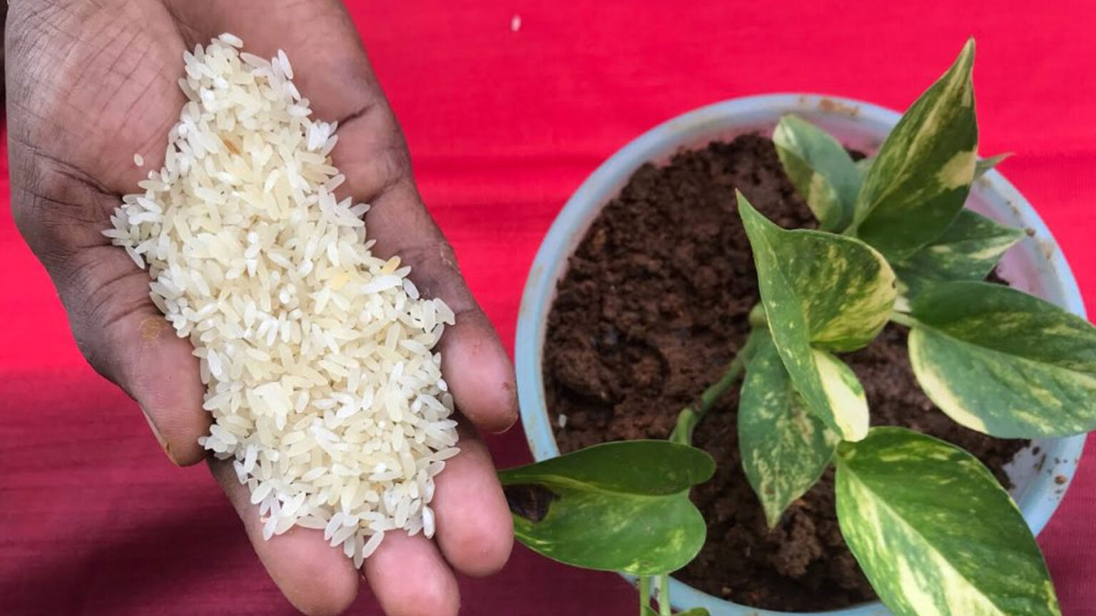 Με Αυτό το Φυσικό Λίπασμα, τα Φυτά σας θα Αναπτυχθούν Δύο Φορές πιο Γρήγορα