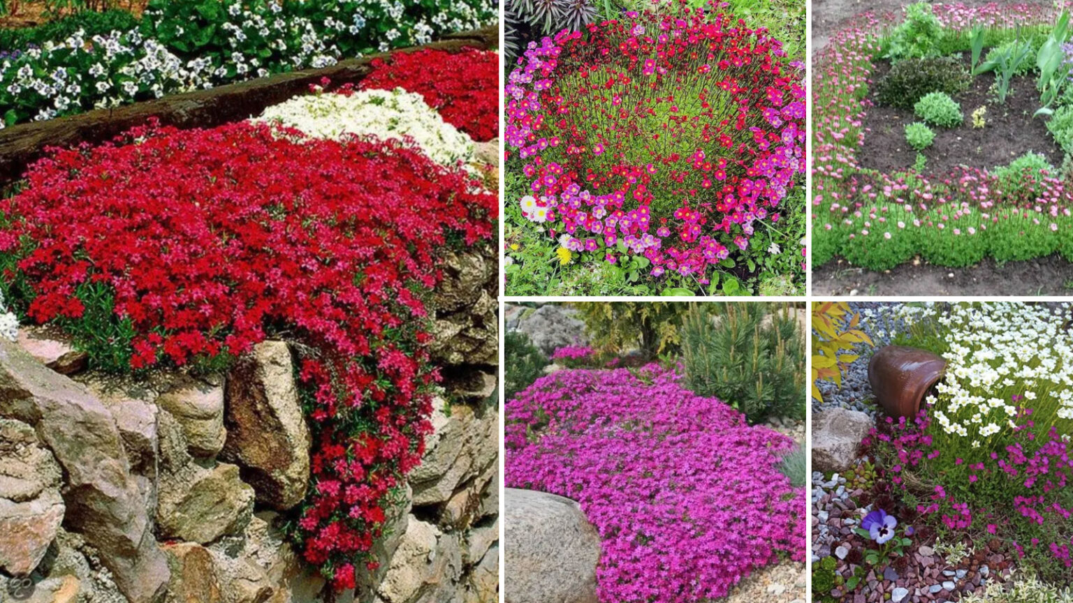 Σαξιφράγκα: το χαμηλό, διακοσμητικό φυτό με τη διακριτική ρομαντική όψη για βραχόκηπους και σκιερά σημεία