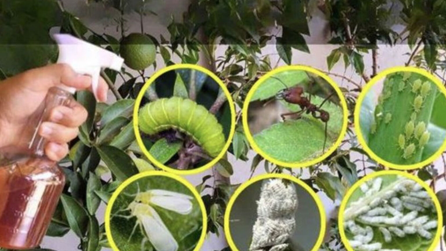 DIY παρασιτοκτόνο,φυσικό παρασιτοκτόνο,σπιτικό παρασιτοκτόνο,για τον κήπο,συμβουλές κηπουρικής,χρήσιμα,