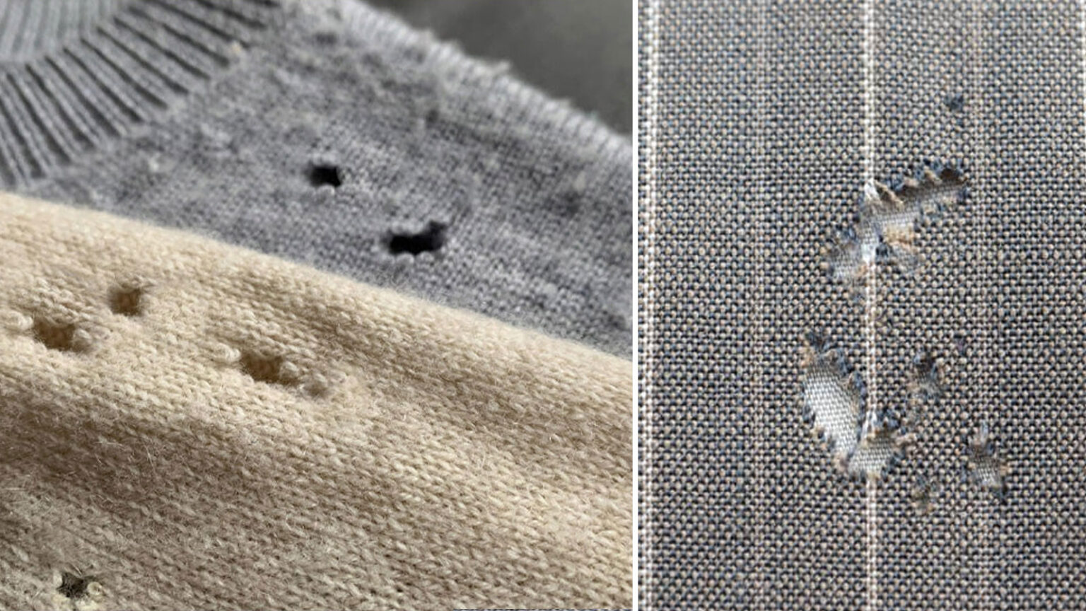 Ο Σκόρος Κάνει Τρύπες Στα Ρούχα σου; Ο Φυσικός Τρόπος Αντιμετώπισης - Διώξτον Μια Για Πάντα Από Την Ντουλαπα Χωρίς Χημικά