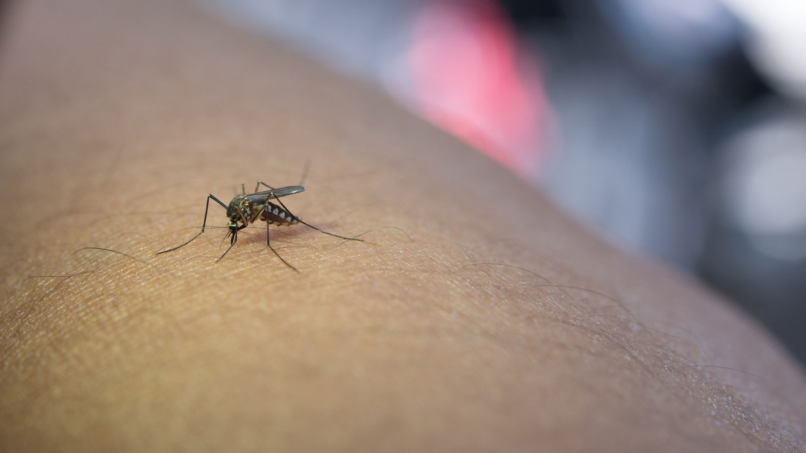 Γιατί σε Τσιμπάνε τα κουνούπια: Μήπως φταις εσύ; Το Κόλπο για να απαλλαγείς που λειτουργεί πραγματικά