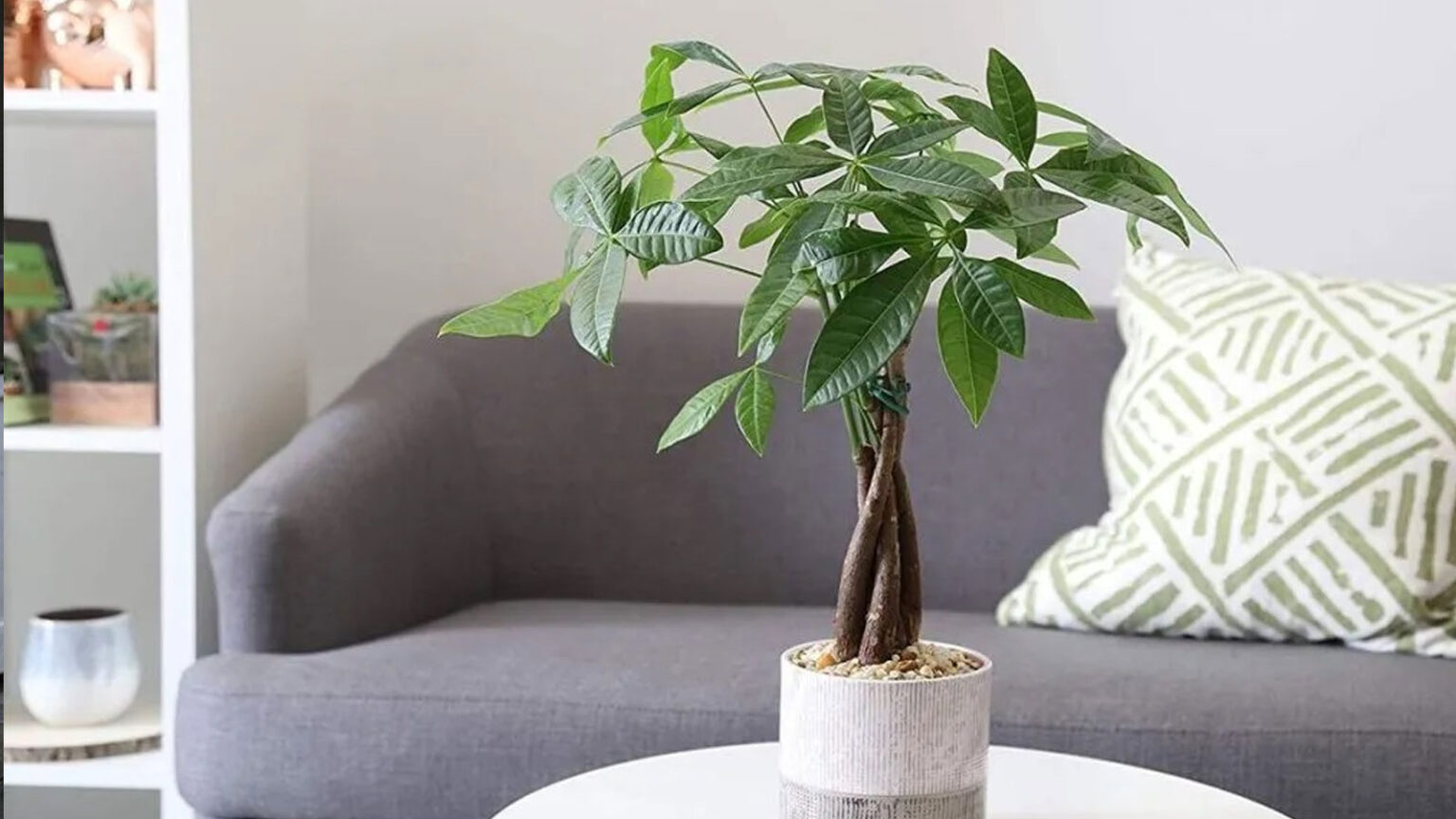 Εάν Έχετε Αυτά τα Φυτά, Είστε Τυχεροί: Είναι Καθαρός Χρυσός στο Σπίτι