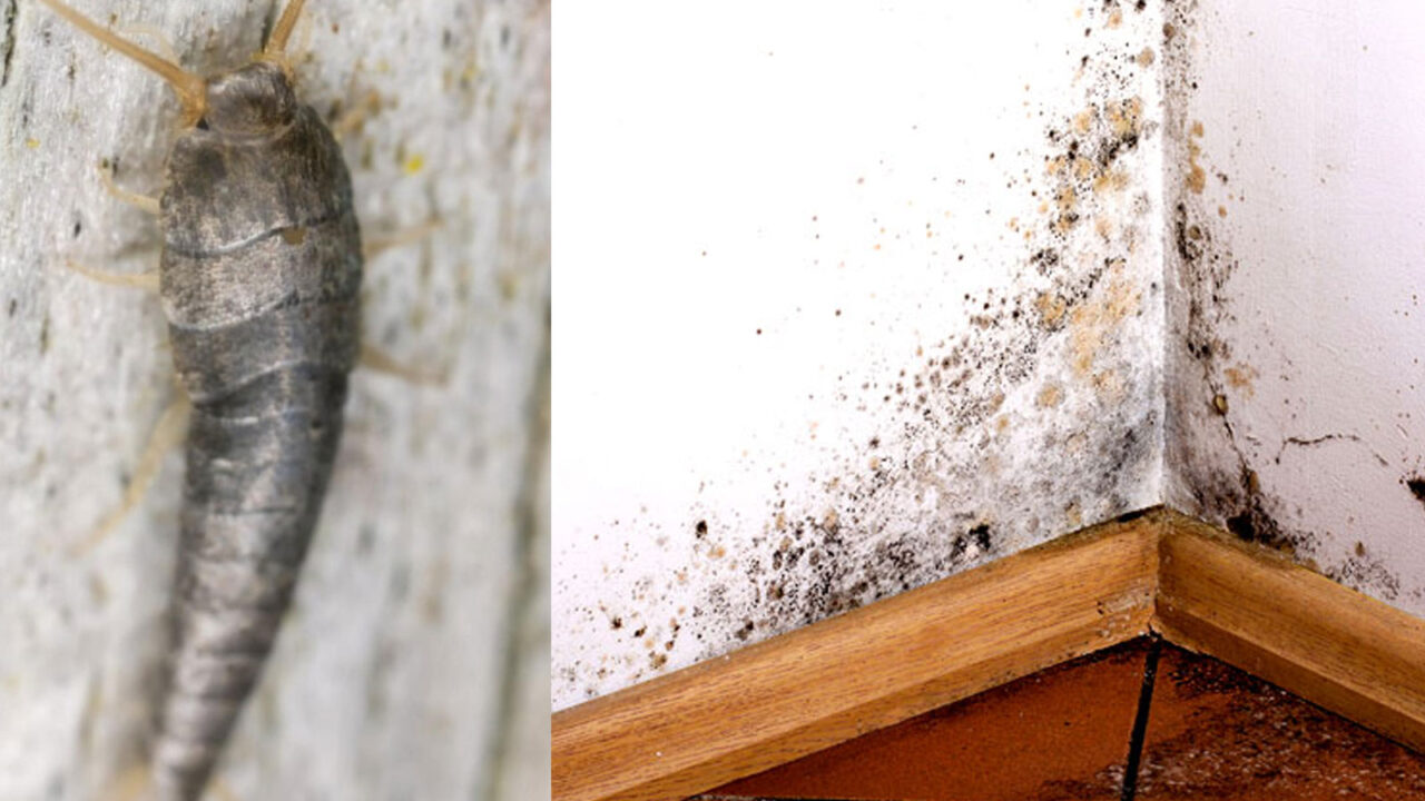 Αν έχει υγρασία και μούχλα στο σπίτι σίγουρα έχεις αυτά τα έντομα: Δες πως θα τα διώξεις