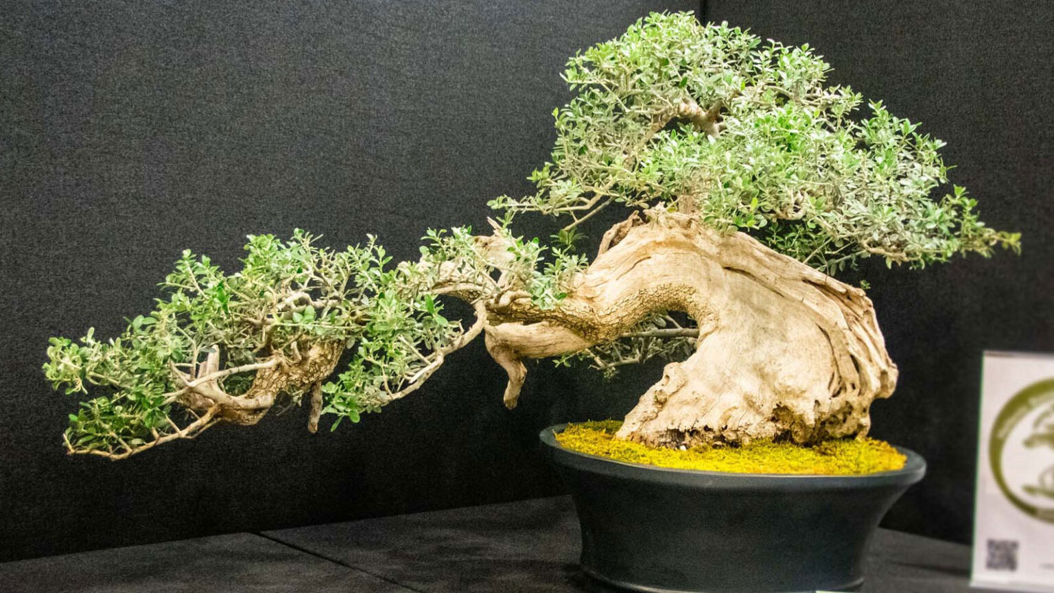 Πρώτη θεματική έκθεση μπονσάι στην Ελλάδα - Για πρώτη φορά παγκοσμίως, έκθεση μπονσάι  σε αρχαιολογικό χώρο