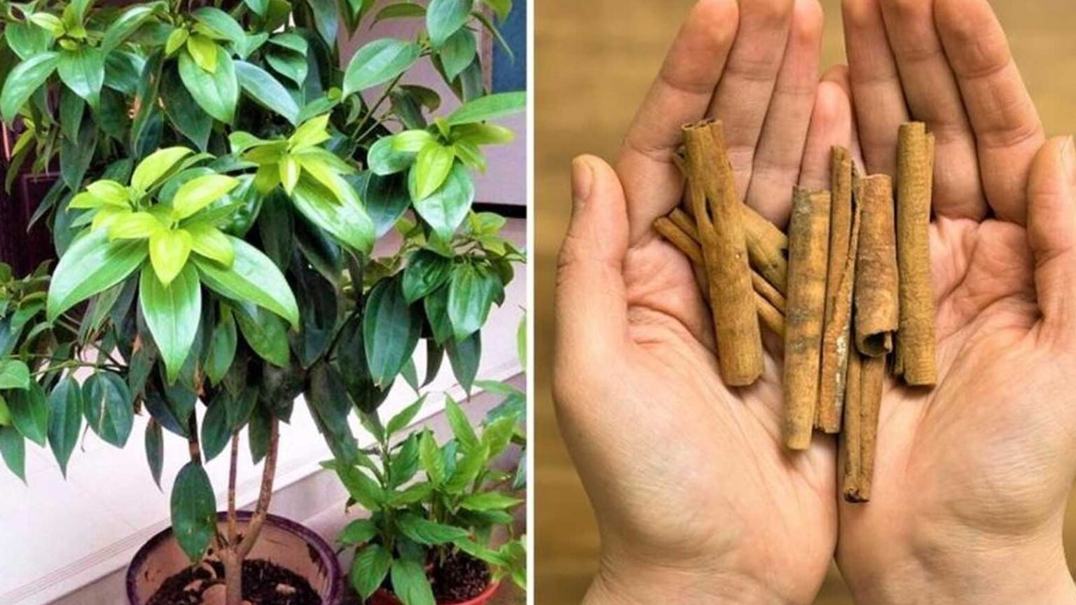 Φυτεύω ένα Δέντρο Κανέλας