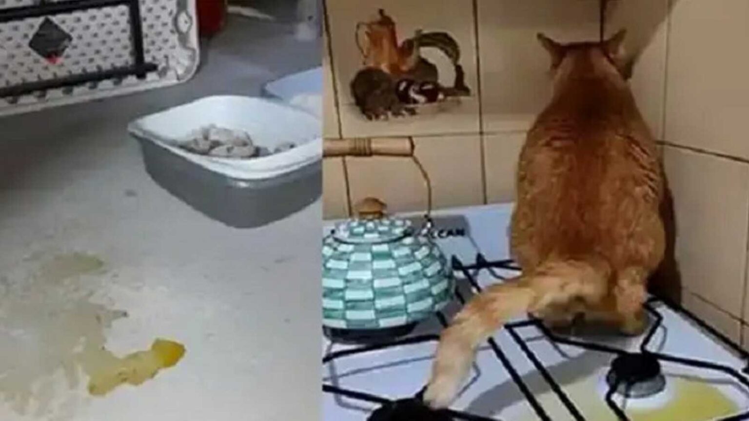 Πως να Αποτρέψετε τη Γάτα σας από το να Ουρήσει σε Όλο το Σπίτι σας