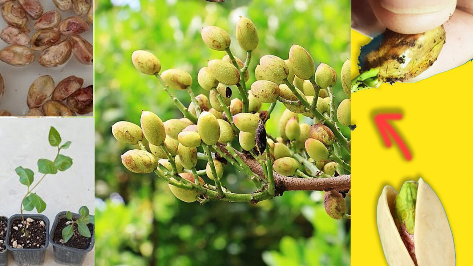 Πώς Να Καλλιεργήσετε Φιστίκια Αιγίνης από Σπόρο στο Σπίτι - Οδηγίες Βήμα Βήμα