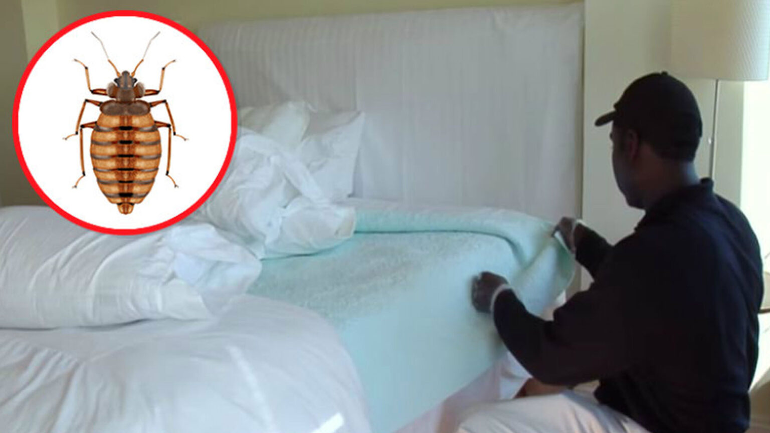 Κοριοί στο Σπίτι: Ποιες είναι οι 6 Αγαπημένες Κρυψώνες τους