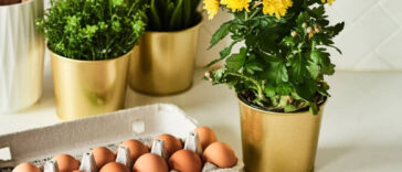 Μην Πετάς το νερό από το Βράσιμο Αυγών: Γιατί Πρέπει να Το Ρίχνετε στα Φυτά σας