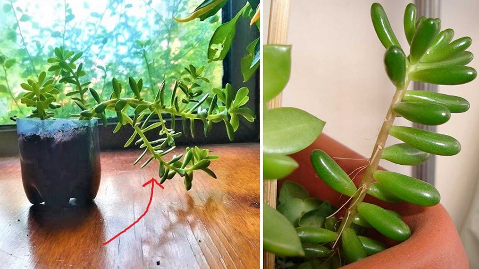 Γιατί Τεντώνονται τα Παχύφυτα και Πώς να τα Εμποδίσετε να Χάσουν το Σχήμα τους