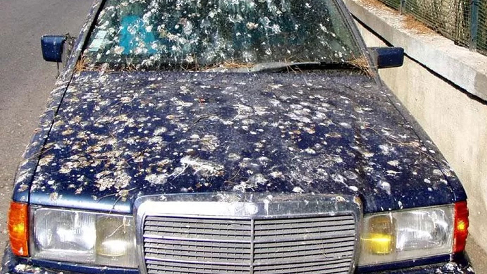 Πως να Καθαρίσετε Περιττώματα Πουλιών από το Αυτοκίνητο Χωρίς να Αφήσετε Γρατσουνιές