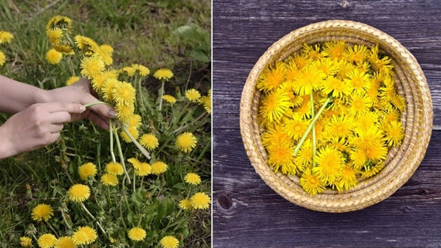 Γιατί Πρέπει να Μαζέψετε Λουλούδια Πικραλίδας