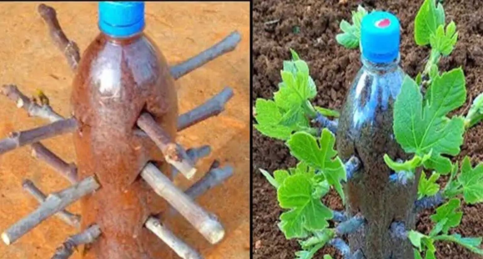 Μια Μοναδική Τεχνική για τον Πολλαπλασιασμό Συκιών από Μοσχεύματα