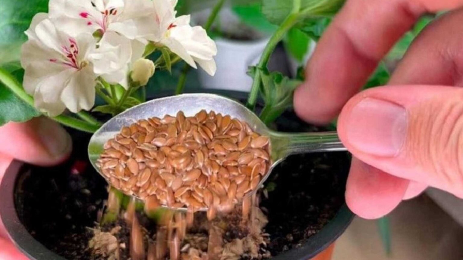 Το Μαγικό Συστατικό για Λουλούδια που ΔΕΝ Έχουν Ανθίσει για Χρόνια