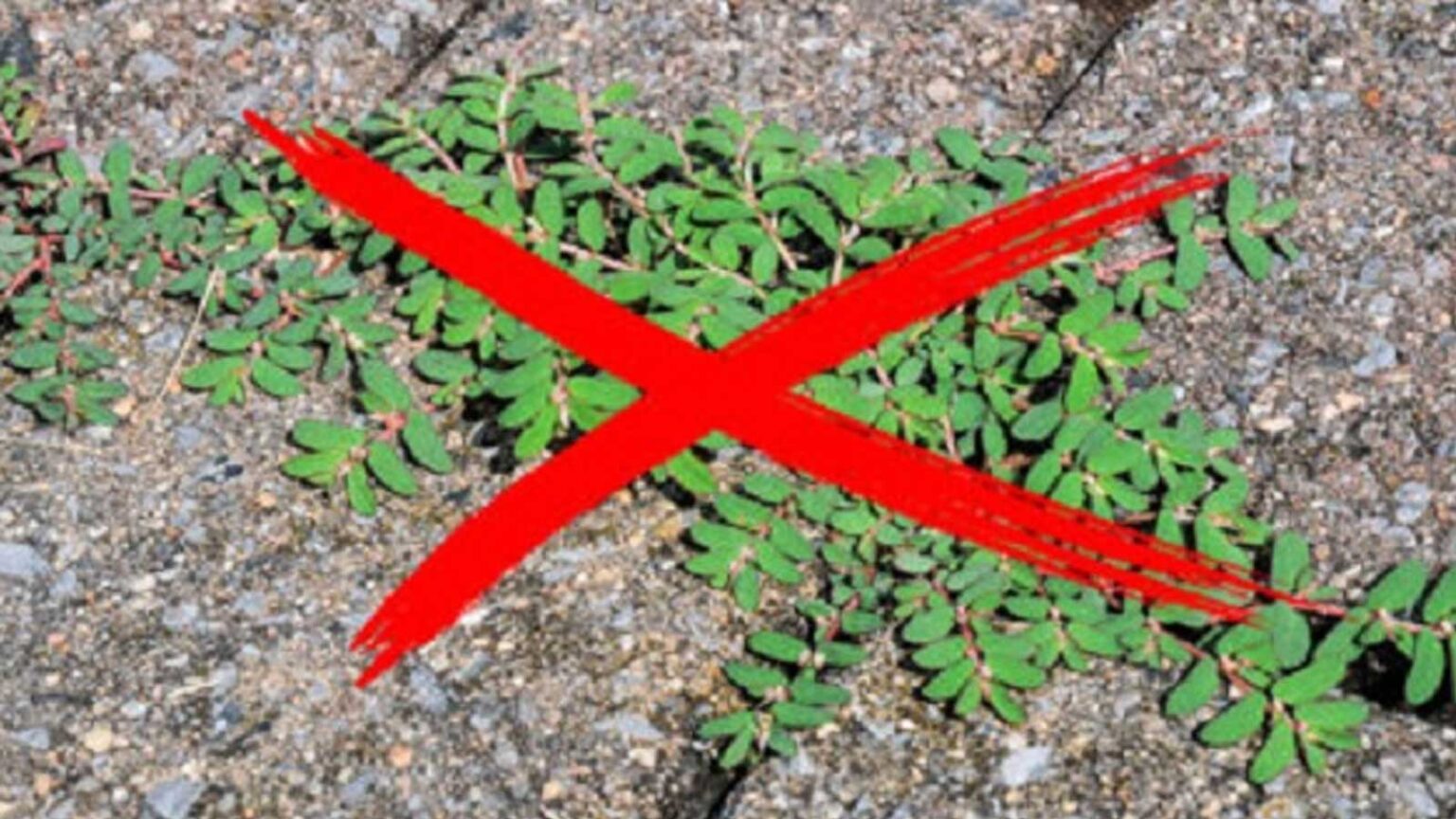 Πώς να Αναγνωρίσετε τη Γλιστρίδα από την Τοξική Ευφορβία