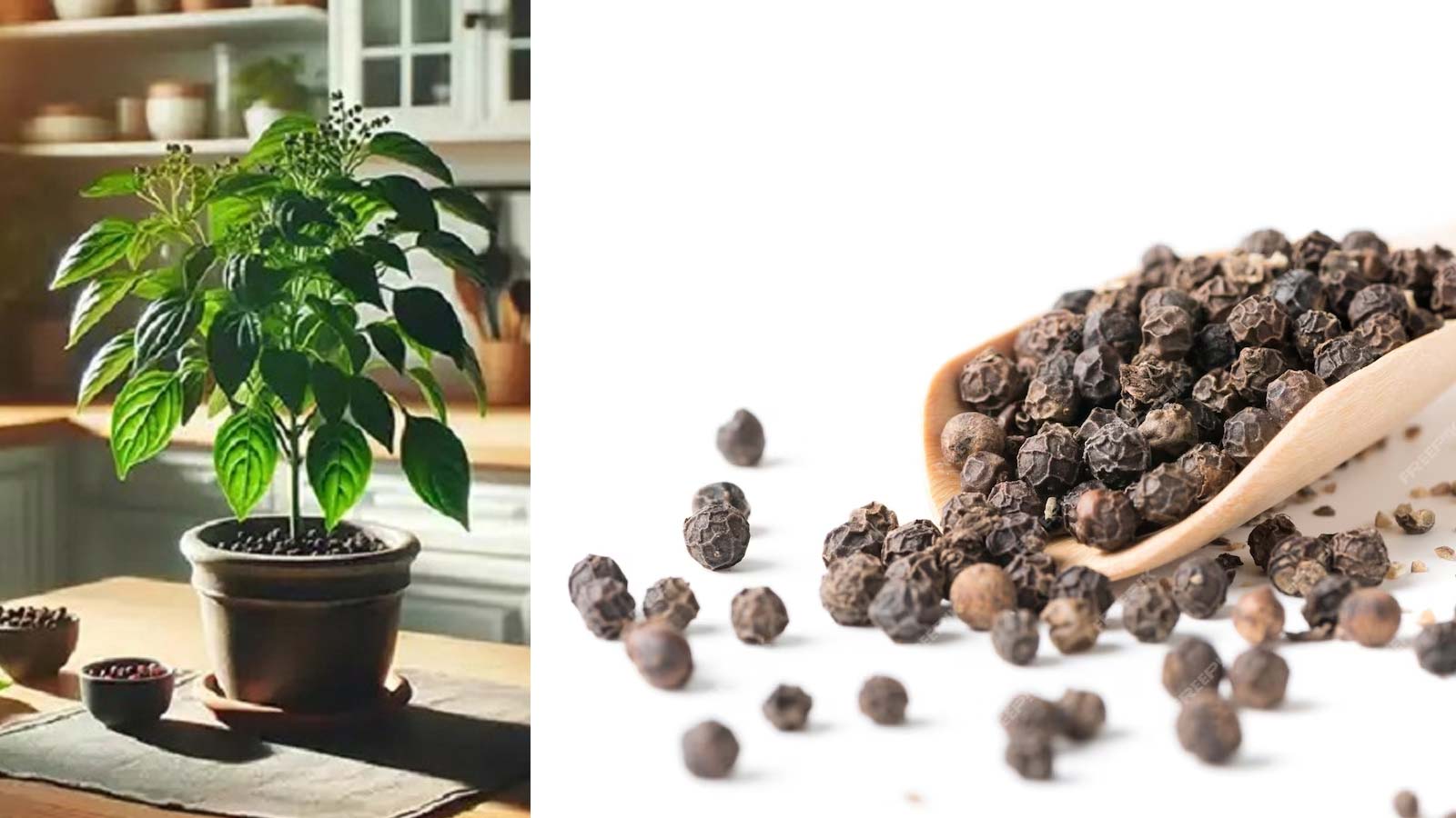 Πώς να Καλλιεργήσετε Μαύρο Πιπέρι από Σπόρους στο Σπίτι