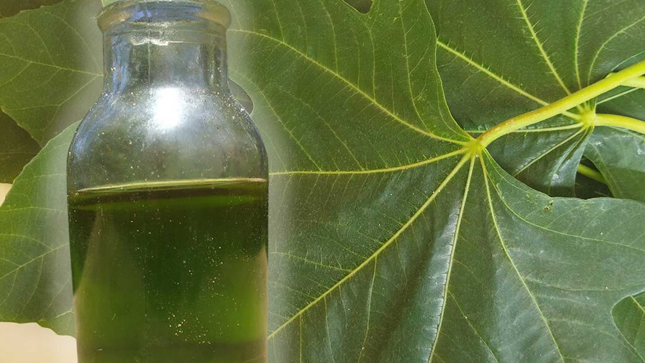 Λάδι από Φύλλα Συκιάς: Μια Αρχαία Θεραπεία Ομορφιάς