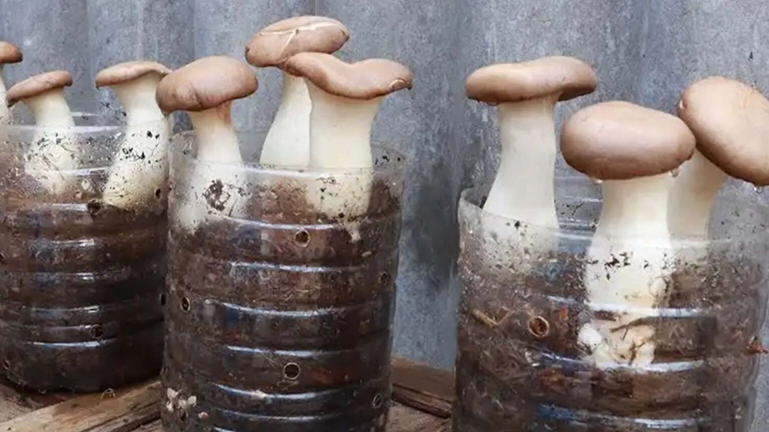 καλλιέργεια μανιταριών,συμβουλές κηπουρικής,χρήσιμα,