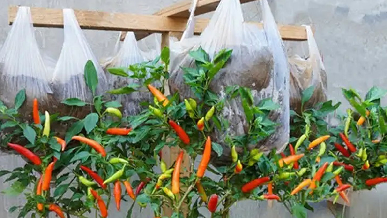 Καλλιέργεια Πιπεριών σε Κρεμαστές Πλαστικές Σακούλες