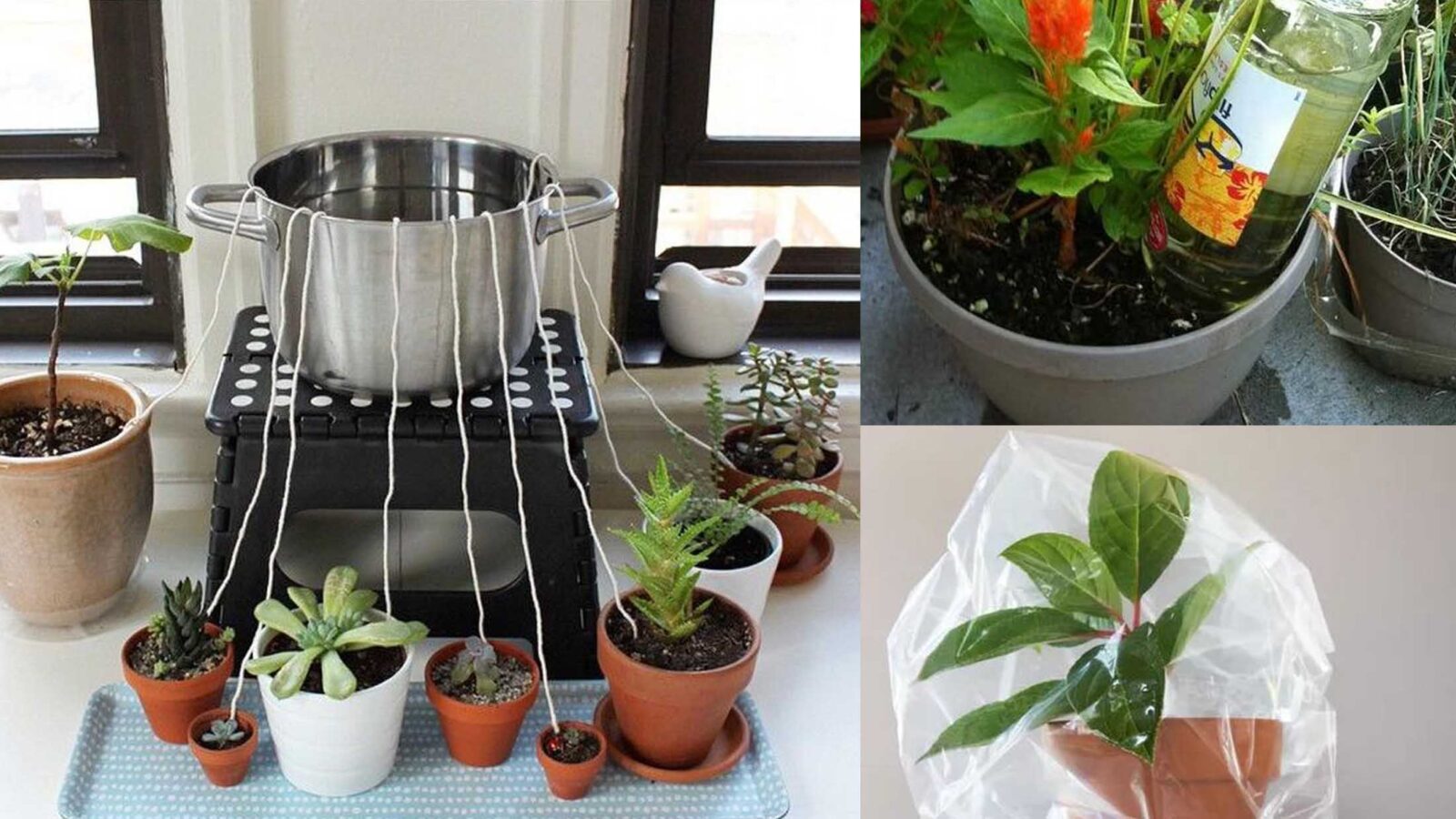 3 Τρόποι να κρατήσετε ζωντανά τα φυτά σας όταν λείπετε για μέρες. Πότισέ τα με υλικά που έχεις στο σπίτι