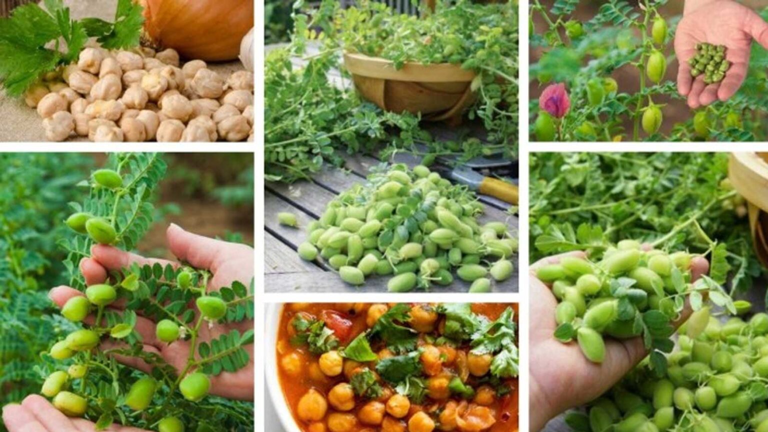 Πώς να Καλλιεργήσετε Ρεβίθια Στον Κήπο σας